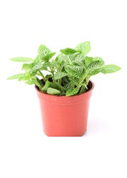 Fittonia green - fresh-live plants