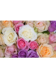 Pack of 3 Perfumed Rose Flower Seeds