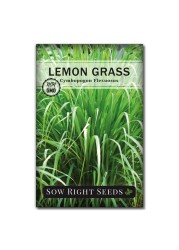 Sow Right Seeds - Lemon Grass Seed for Planting - Non-GMO Heirloom Packet with Instructions for Easy Planting and Growing an Herb Garden - Indoor or Outdoors - Delicious Culinary Herb (1)
