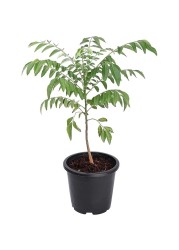 Curry Leaf Plants 40-50 CM Fresh Plants