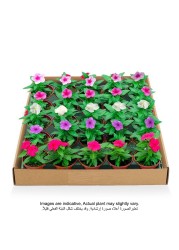 VINCA&#39;s 8 CM BOX OF 24 PCS Fresh Planta