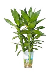 Brook Floras Dracaena Water Plant - Fresh Indoor Plants