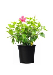 Hibiscus Plant With Pot And Soil Red/Green/Black