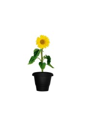 Sun Flower 30-40 CM Fresh Plants