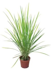 Lemon Grass OR Cymbopogon Citratus 40-50 CM Fresh Outdoor Plants