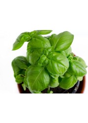 Pack of 3 Basil Seeds
