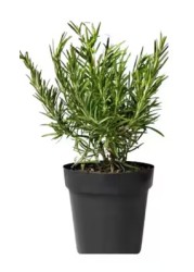 Rosemary Outdoor Plant With Pot Green/Yellow