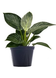Brook Floras Philodendron Birkin - Fresh Live Indoor Plants