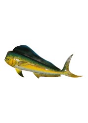Replica Mahi 28&quot; Salt Water Fishing Wall Decor