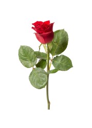 Premium Red Rose