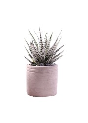 Enable Haworthia in Plain Round Cement Pot 12X18cm