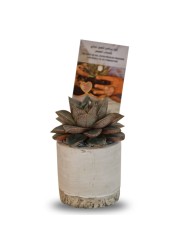 Enable Echeveria in Round Smooth Cement Pot 12X16cm
