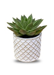 Enable Echeveria in White Round Fiber Cement Pot 14X12cm