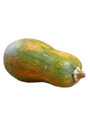 قرع طويل كبير (كادو)