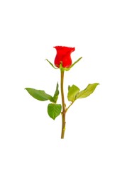 Premium Red Rose