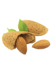 Fresh Almond In Shell