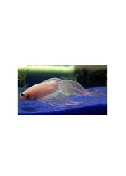 Decorative Blue Sand (20-40 Micrometer) 20Kg for Aquariums, Pots, and Landscaping
