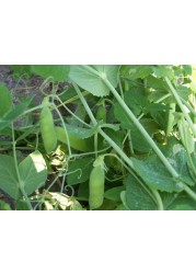 Vsell24 Garden Pea Seeds, 3 Packs of 10g Each, Easy Growing NON-GMO Home Garden Seeds With 98% Cleaness, 95% Purity, 85% Germination Rate