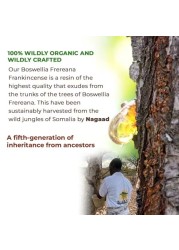 Organic Frankincense Boswellia Frereana Resin