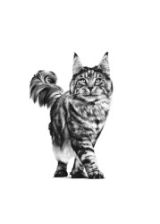 Royal Canin Renal Dry Cat Food 2kg
