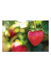 Driscoll&#39;s Strawberries 454g